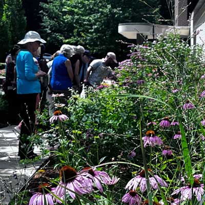 People observing pink coneflowers in a sunny garden path lined with lush greenery.