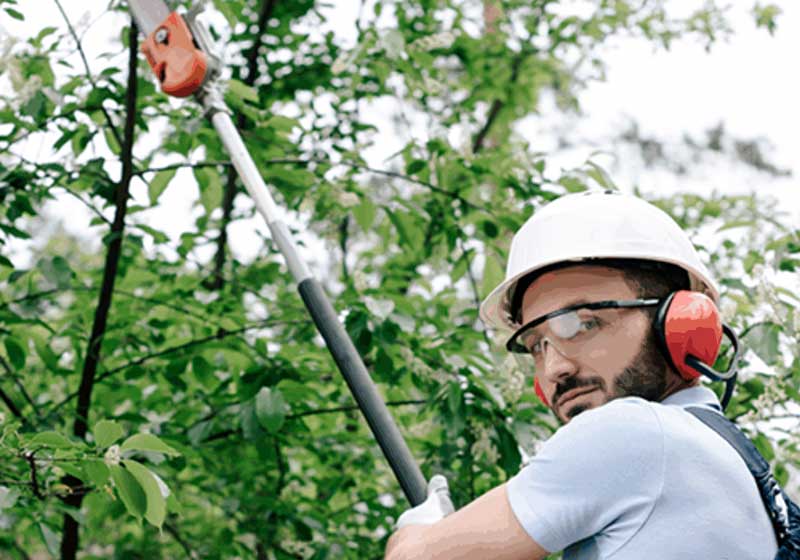 Man wearing safety gear trimming tree branches with long pole saw.