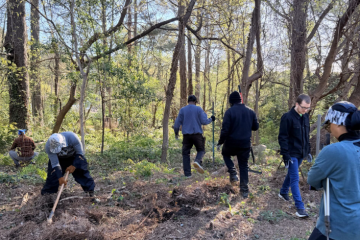 Volunteers working on forest conservation, clearing undergrowth in a sunlit wooded area.
